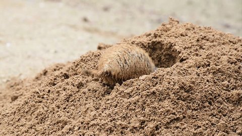 American prairie dog digging a burrow. 