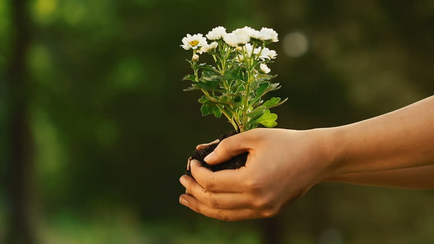 Woman holding flowers and garden soil in her hands.  | Shutterstock HD Video #6304859