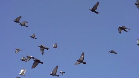 Flock of Pigeons in the Sky. Flock of birds flying left against the blue sky. Slow Motion at a rate of 480 fps