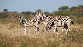 Plains (Burchells) Zebras (Equus burchelli) grazing in grassland, South Africa 