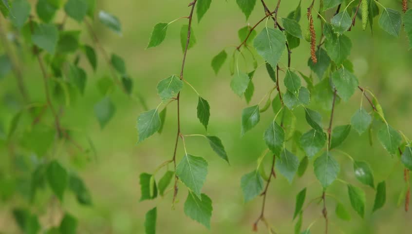 Birch видео. Ветки береза. Фон березовые ветки. Фон ветки березы. Ветви березы над водой.