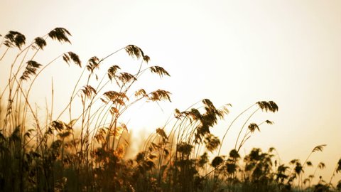 Wind blowing in the reed. Filmed against sun with shallow depth of field. Filmed in the afternoon, just before sunset.