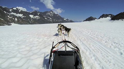 POV Alaskan Husky dogs used for dog sled adventures, USA - POV of husky dog team traversing snow covered high mountain plateau, Alaska, USA