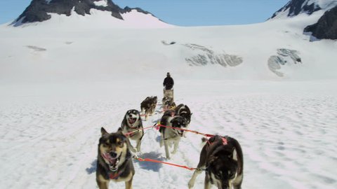 Working Alaskan Malamute Dogs With の動画素材 ロイヤリティフリー Shutterstock