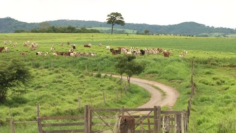 Gyr cattle in a typical farm of the southeast of Brazil