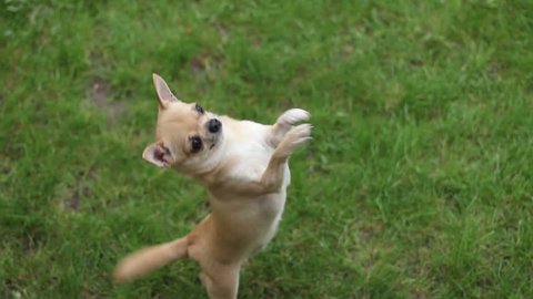 short haired chihuahua jumping on two legs on the grass- tripod, 1920x1080