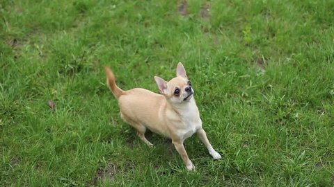 short haired chihuahua jumping on two legs and asks treat- tripod, 1920x1080
