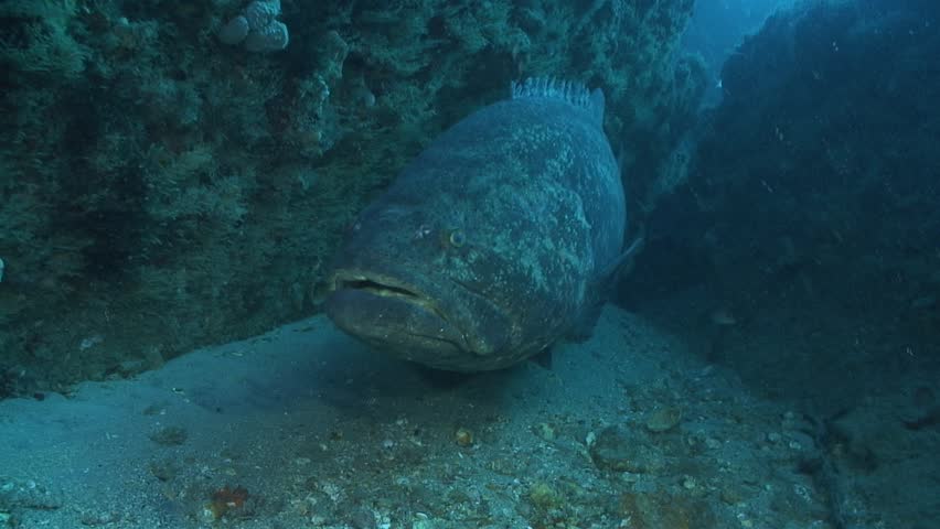 Goliath Grouper