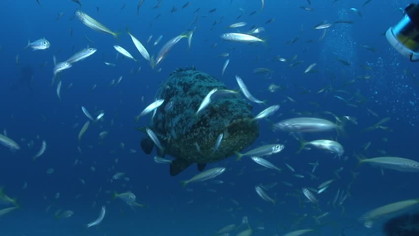 Goliath Grouper Royalty-Free Stock Footage #6314813