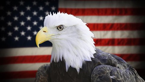 We People American Bald Eagle Flag Stock Photo 1441369382 | Shutterstock