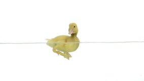 Slow motion of a duckling quacking and swimming. There is drops on the glass