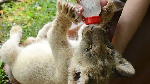 zookeeper take care and feeding baby lion