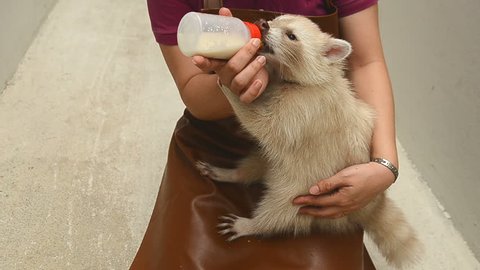 zookeeper take care and feeding baby albino raccoon