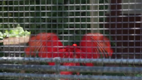 Scarlet Ibis in Zoo
