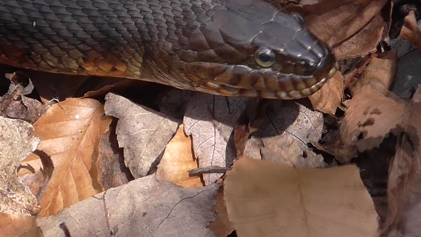 Northern Water Snake (nerodia sipedon) in spring