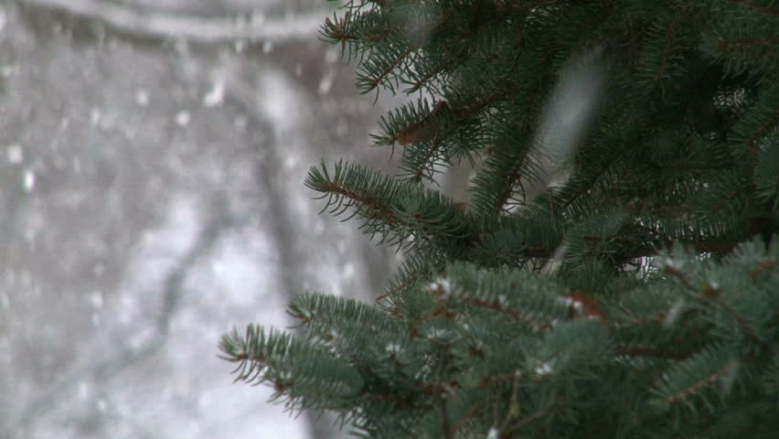 Snow falling in forest with pine tree.