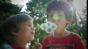 Two boys laughing being silly blowing dandelions, slow motion stock footage video clip