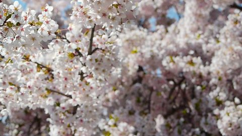 Cherry Blossoms Blue Sky, Slow Motion Shot