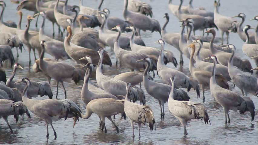 Common Crane at Hula lake Israel  2014