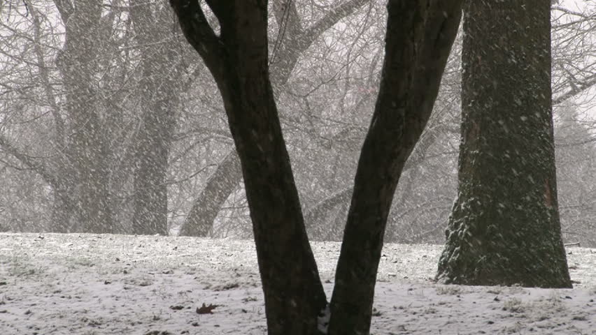 Woman walks in city park holding umbrella, sheltering herself from the snow