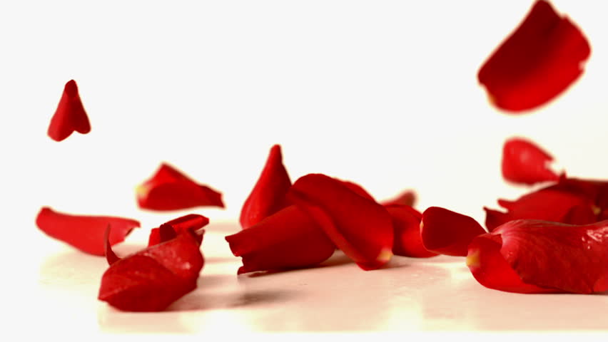 Red Rose Petals Falling Onto Stock Footage Video (100% Royalty-free