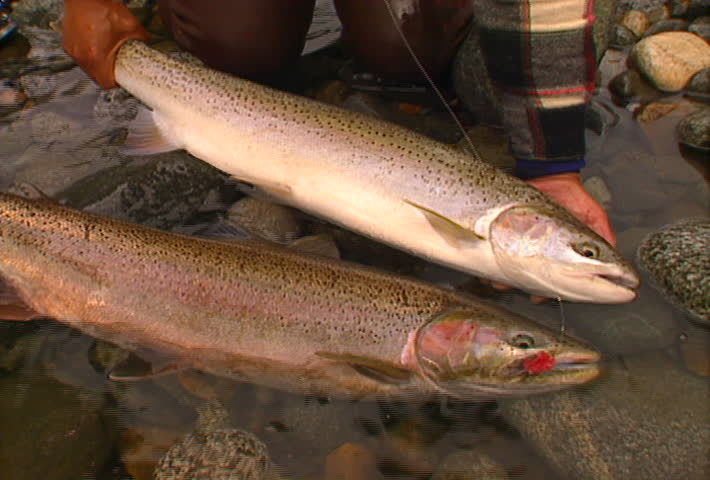 A pair of rainbow trout on the banks of a river.