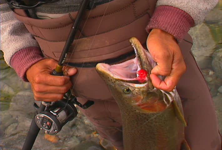A fisherman holds up his prized catch - a steelhead trout.