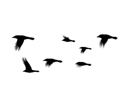 Vector Collection Bird Silhouettes Stock Vector (Royalty Free ...