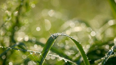Green grass with waterdrops. Shallow DOF. Shot with motorized slider and star filter