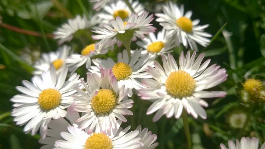 Bellis Perennis Beautiful Daisy Field Stock Footage Video 100 Royalty Free Shutterstock