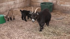 Funny goat in the farm