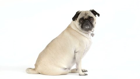 A cute pug dog sitting in profile turns her head to the camera.