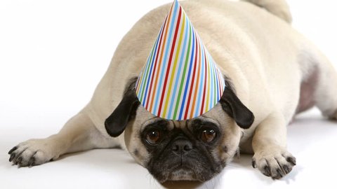 Two shots in one clip. A pug dog wearing a birthday party hat looks depressed. Then she tries to take off the hat.