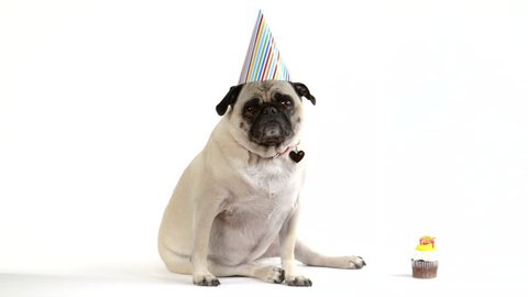 A cute pug dog sits facing camera wearing a birthday party hat. Next to her is a cupcake.