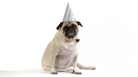 A cute pug dog sits facing camera wearing a birthday party hat.