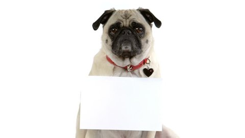 A cute pug dog faces the camera with a blank sign hanging around her neck.
