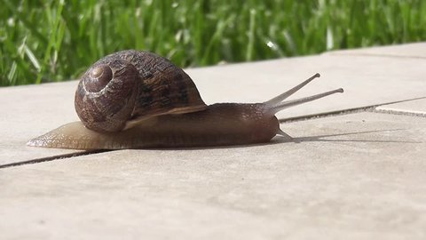 snail crawling over terrace