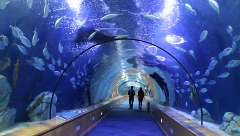VALENCIA, SPAIN - APRIL 6 : People marveling the oceanarium tunnel of the biggest aquarium of the Europe - the one of Valencia, Spain on April 6th, 2014 in Valencian Spain
