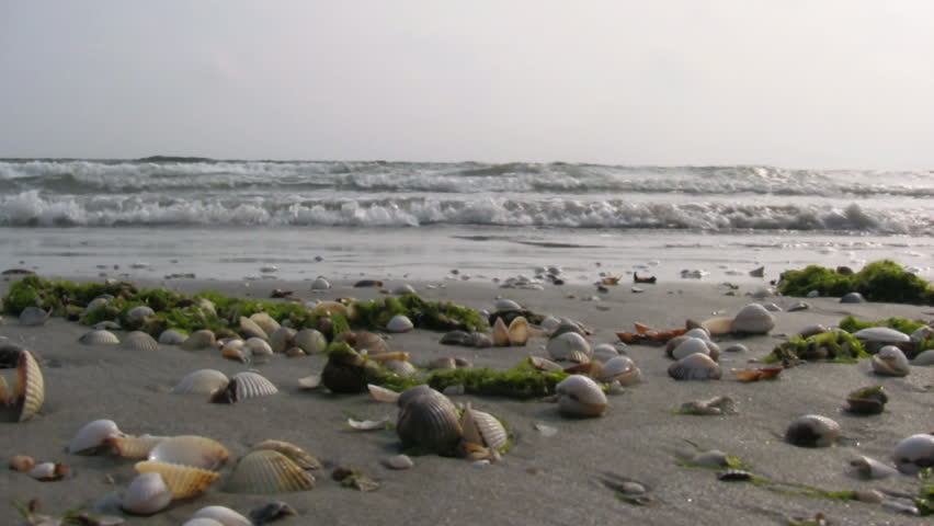 seashells on the beach , ground level,original sound