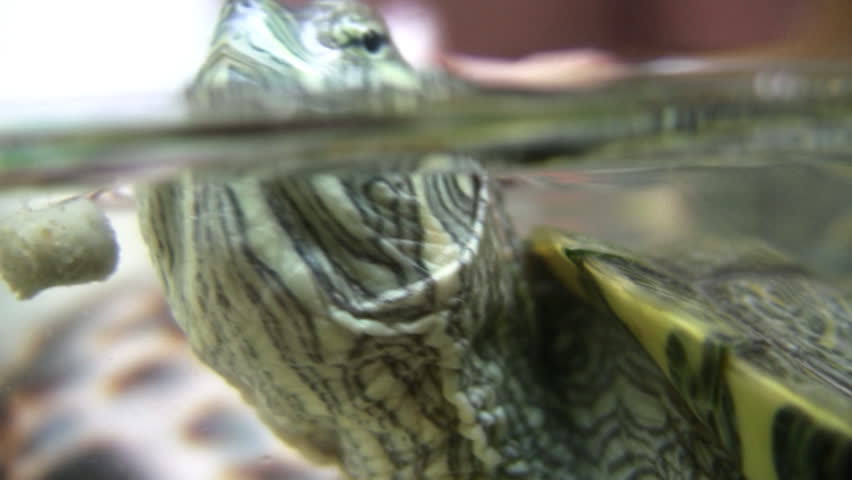 Curious turtle head , water level , close up