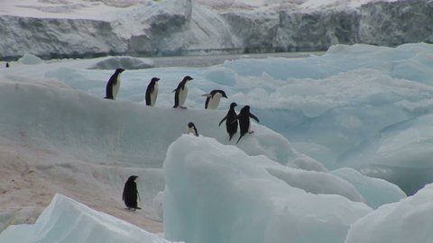 Adelie Penguins and Ice Bergs in Hope Bay Antarctica