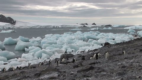 Adelie Penguins and Ice Bergs in Hope Bay Antarctica