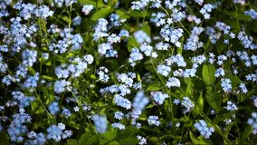 FullHD video of field with forget-me-not flowers