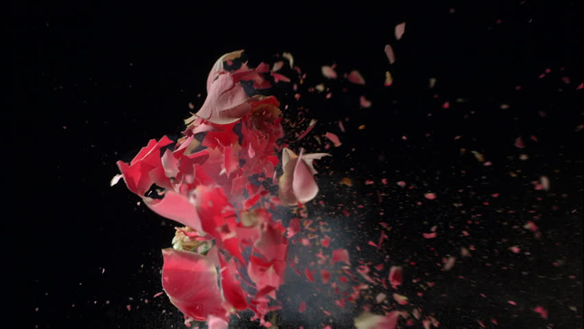Flower frozen in liquid nitrogen explodes in slow motion