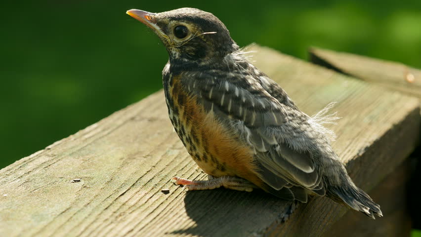 An American Robin (Turdus migratorius) fledgling, still showing some downy feathers, prepares to take off on one of its first flights a short distance from its nest under the deck of a suburban home.