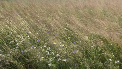wild summer meadow grass and flowers in wind