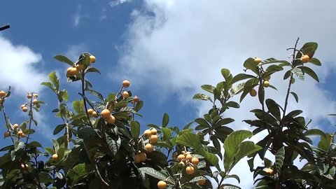 Japanese plum against the sky and clouds
