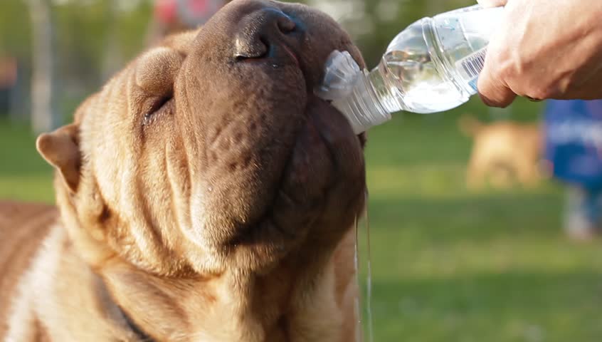 dog drinking water bottle