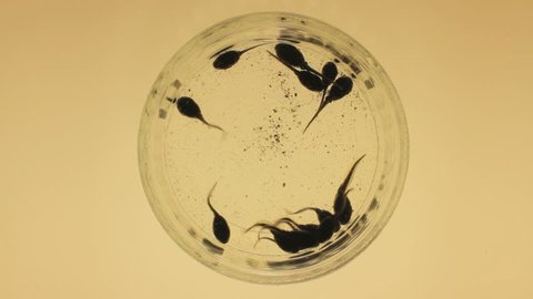Tadpoles in a round plate