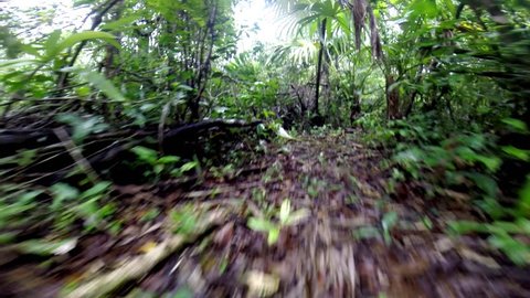 Jungle creature scampering through trail - POV